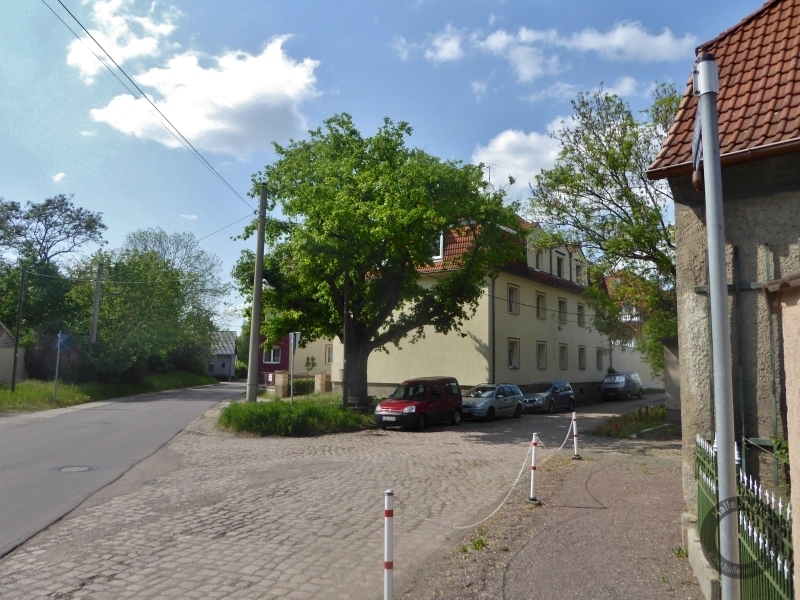 Sedaneiche an der Paul-Singer-Straße in Reideburg in Halle (Saale)