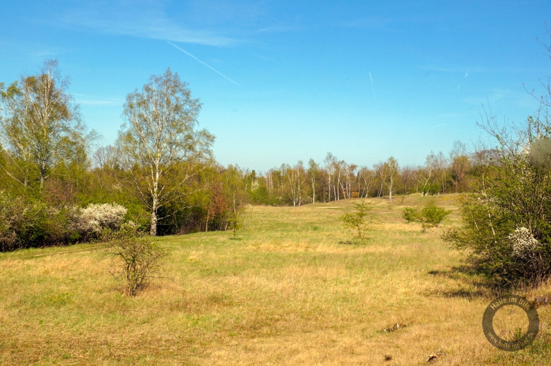 Naturschutzgebiet Brandberge in Halle (Saale)