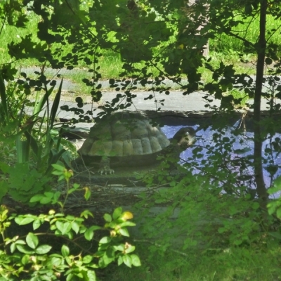 Wasserbecken mit Schildkröte im Hohen Weg in Halle-Kröllwitz